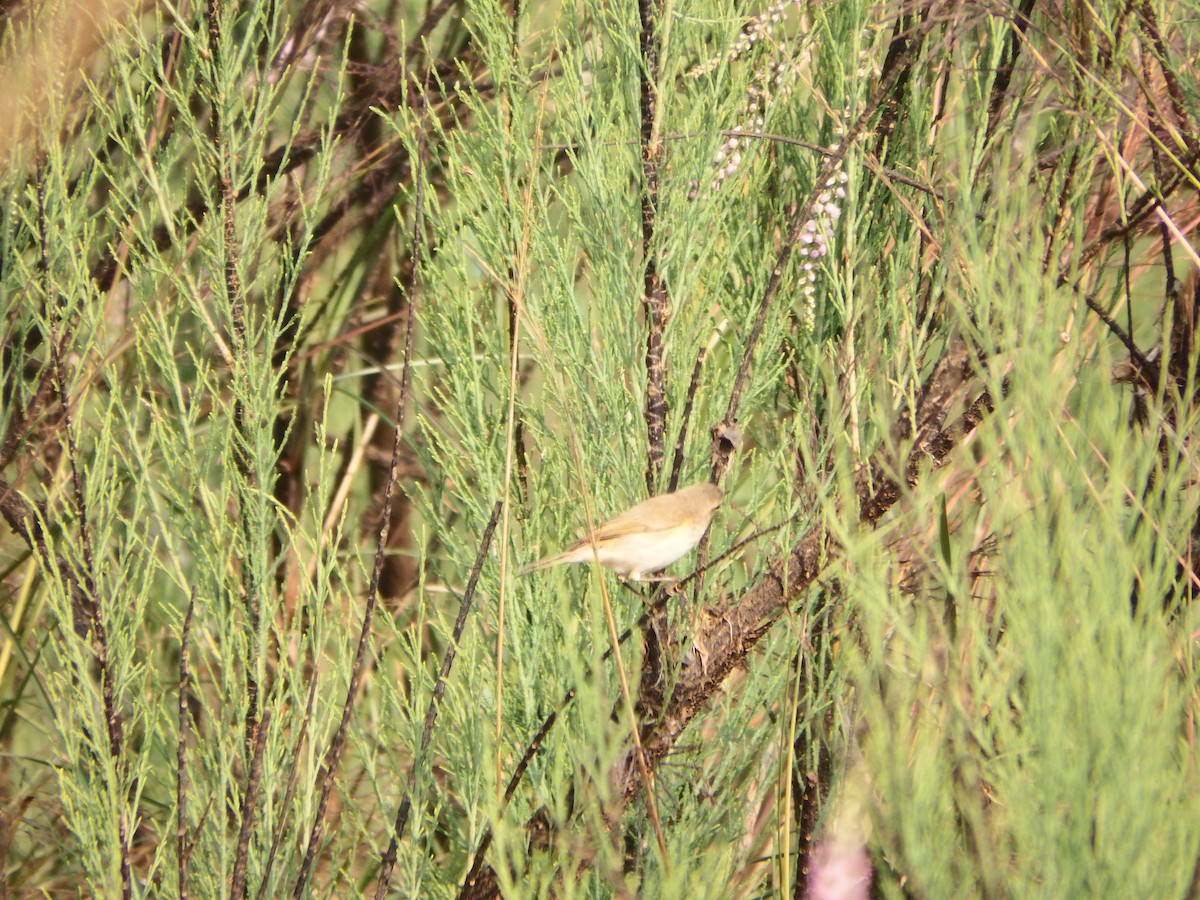 Common Chiffchaff - ML646385396