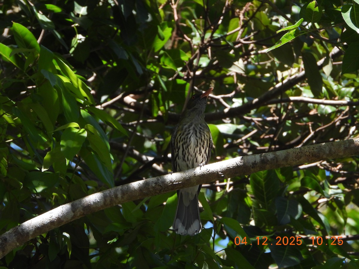 Olive-backed Oriole - ML646385397