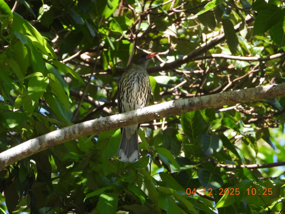 Olive-backed Oriole - ML646385398