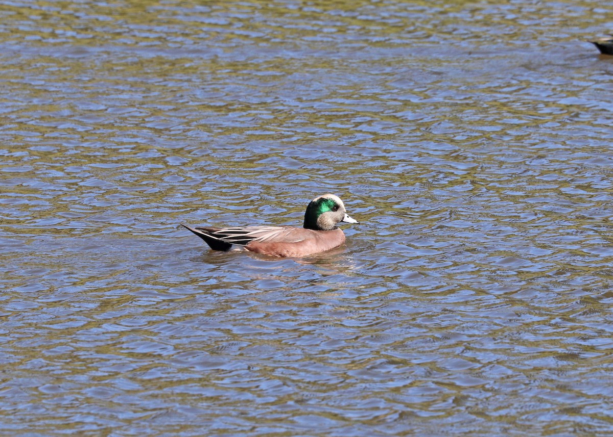 American Wigeon - ML646385399