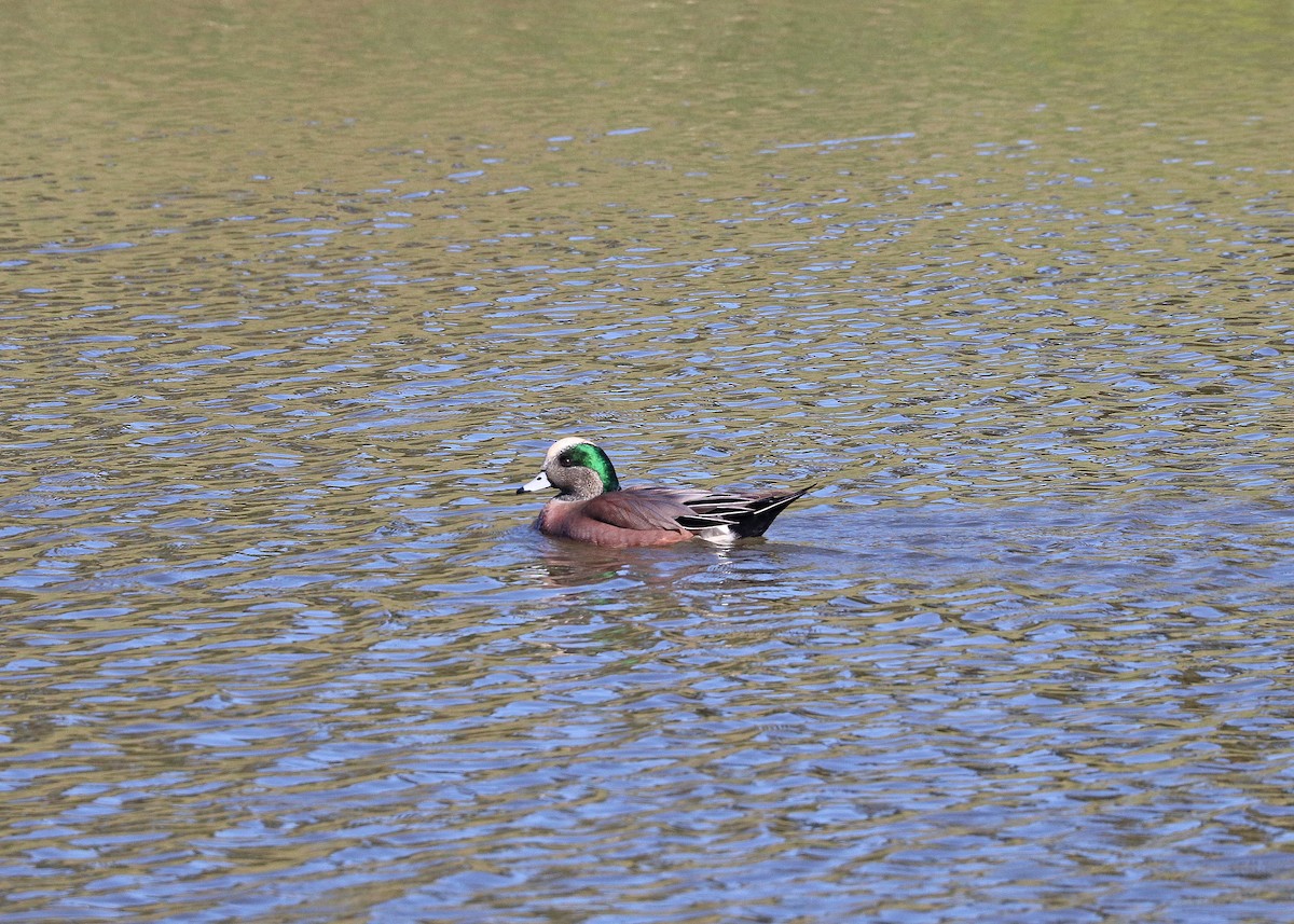American Wigeon - ML646385400