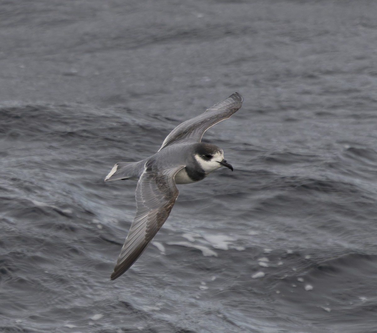Blue Petrel - ML646385403