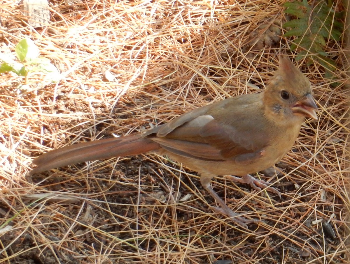 Красный кардинал - ML646385407