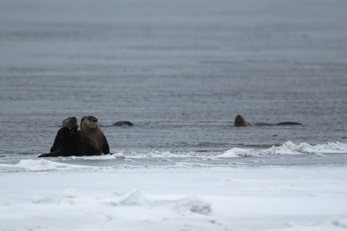 North American River Otter - ML646385408