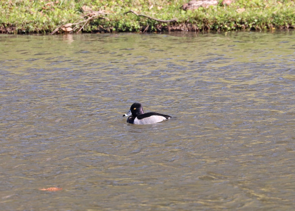 Ring-necked Duck - ML646385410