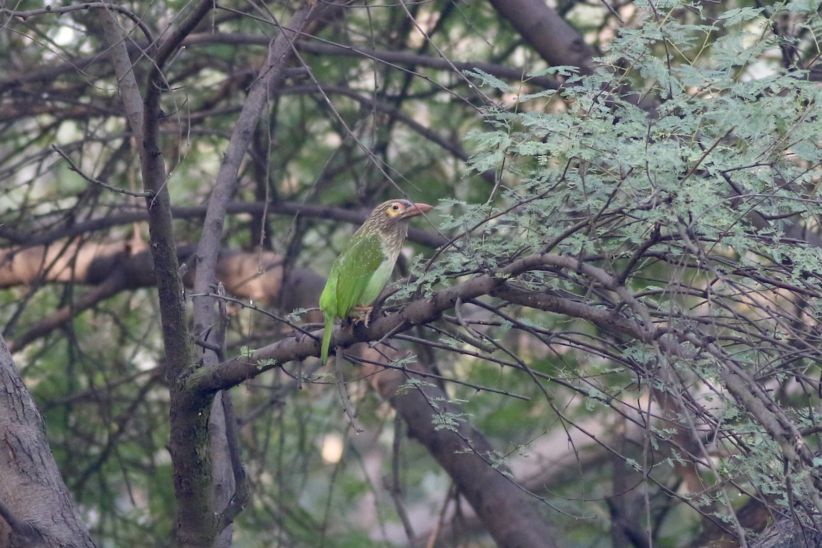 Brown-headed Barbet - ML646385411