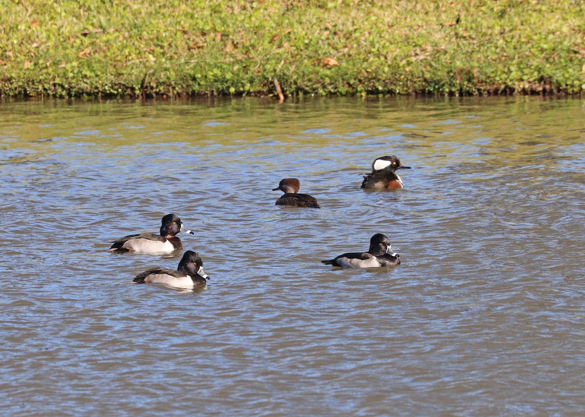 Ring-necked Duck - ML646385412