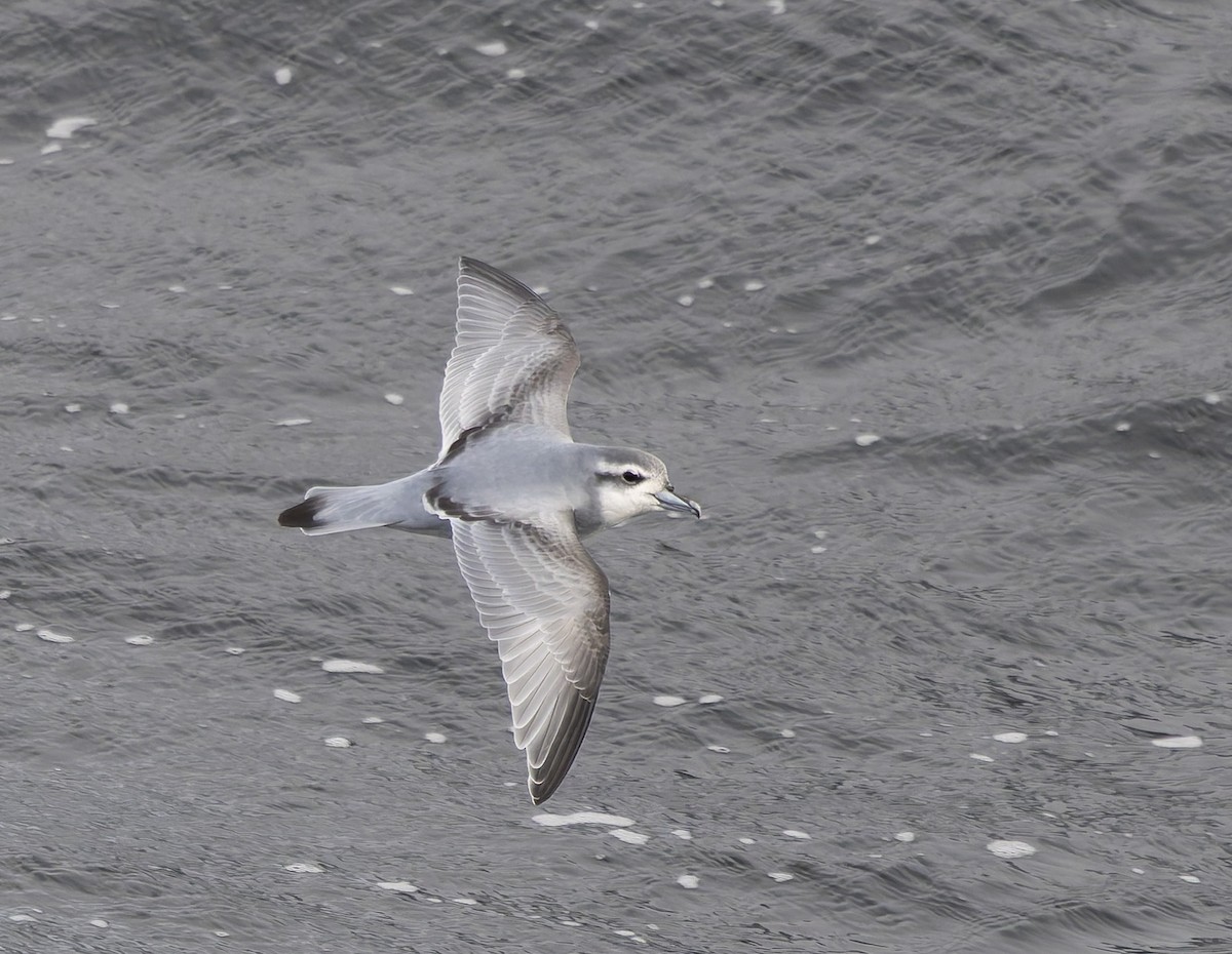 Prion de la Désolation - ML646385413