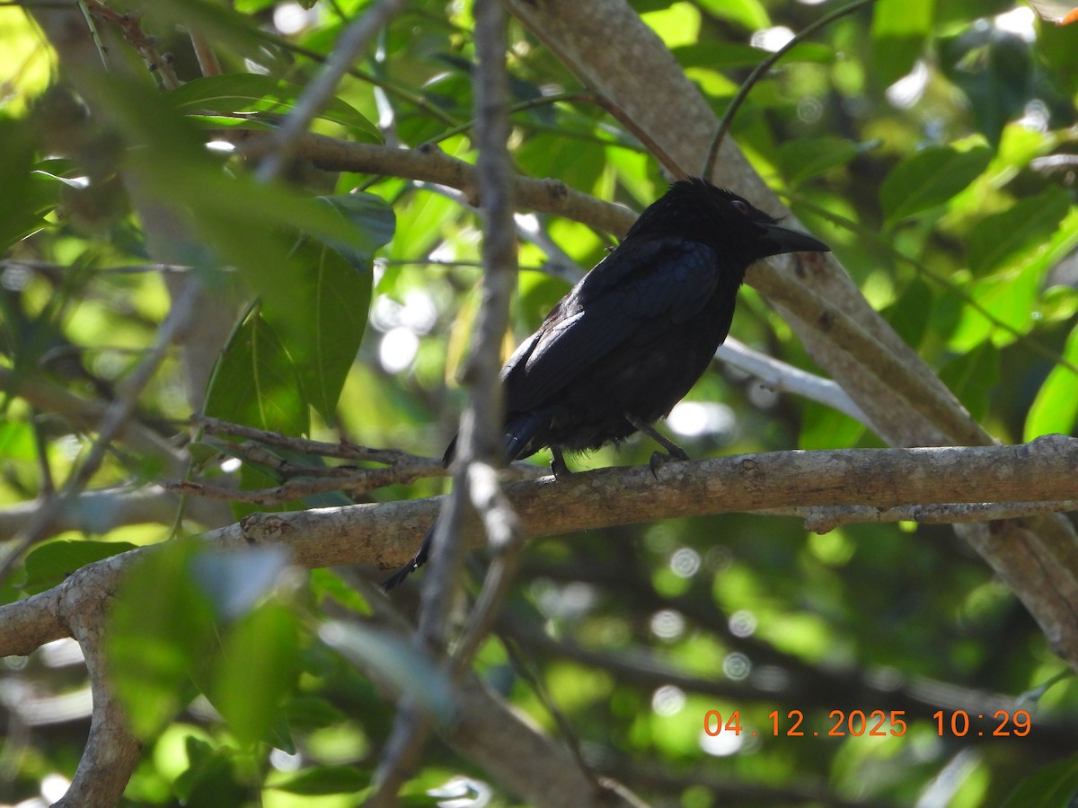 Spangled Drongo (Spangled) - ML646385414