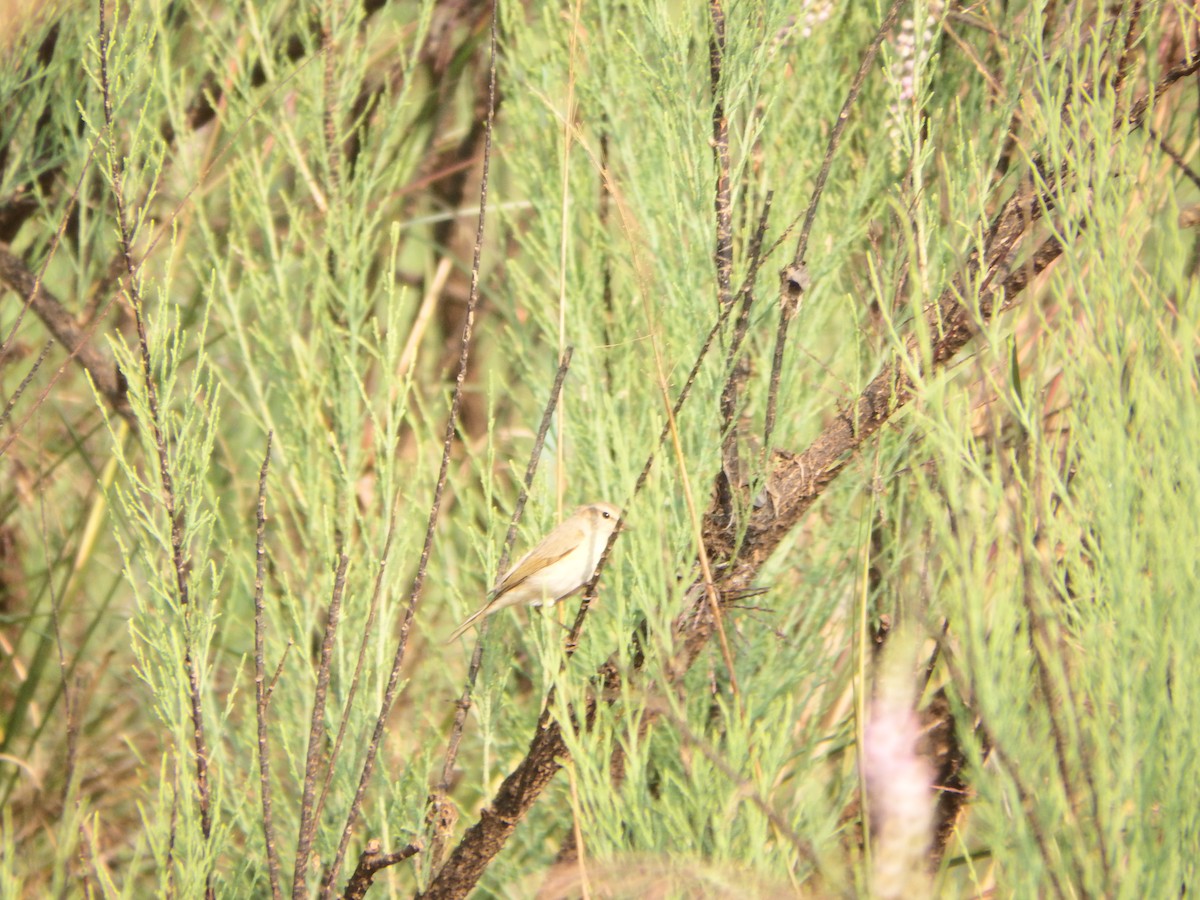 Common Chiffchaff - ML646385416