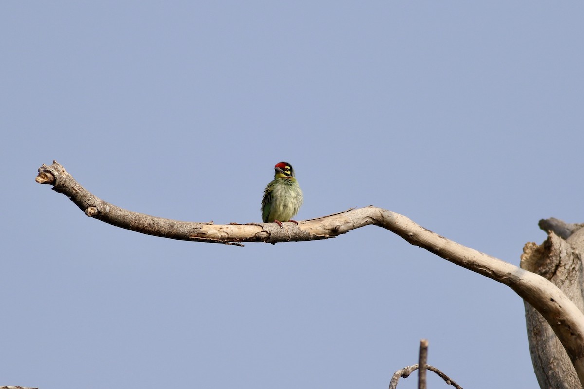 Coppersmith Barbet - ML646385417