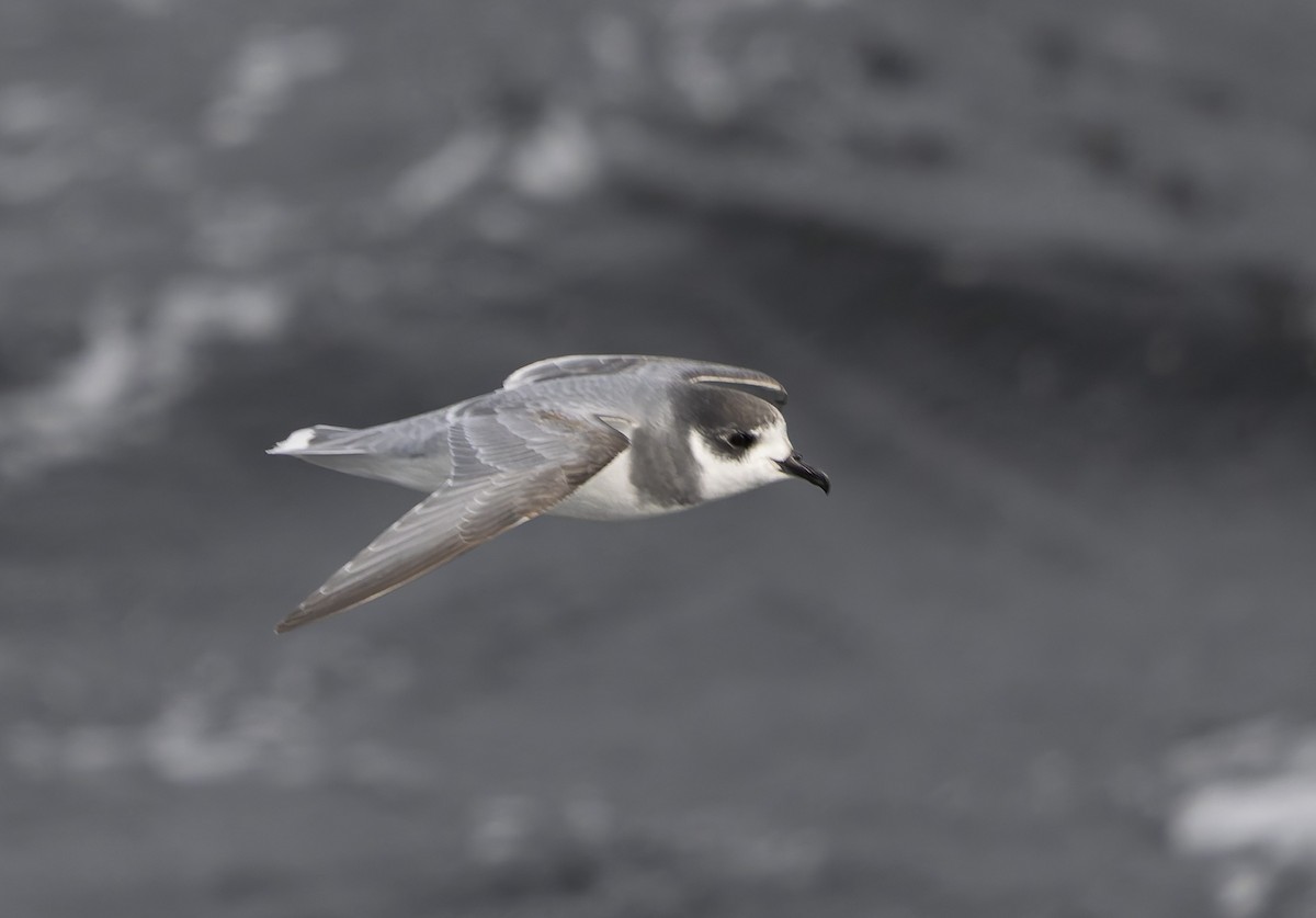 Blue Petrel - ML646385418