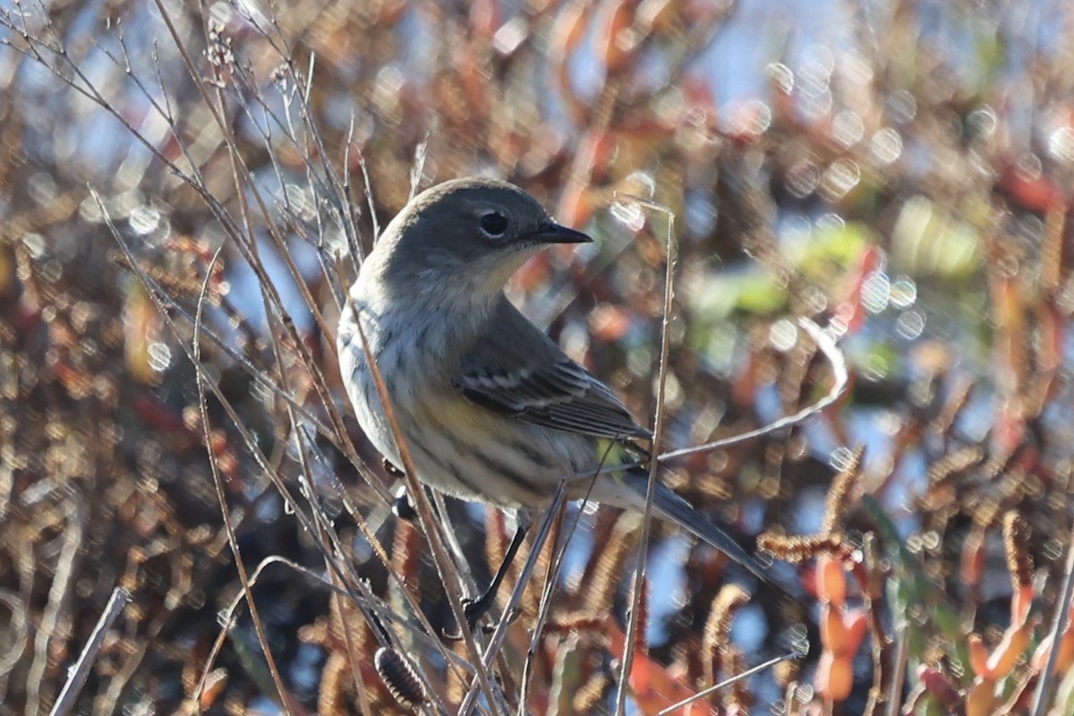 Yellow-rumped Warbler (Audubon's) - ML646385419