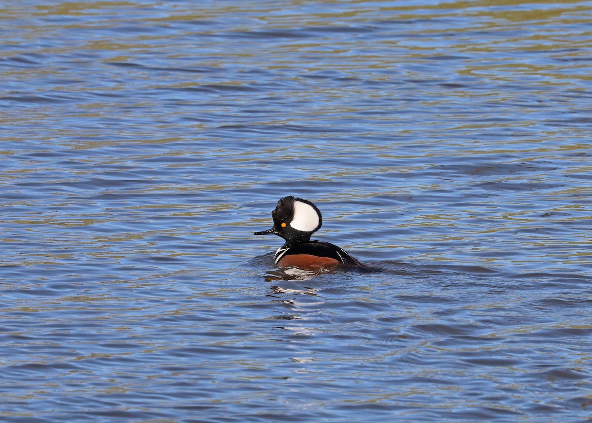 Hooded Merganser - ML646385420