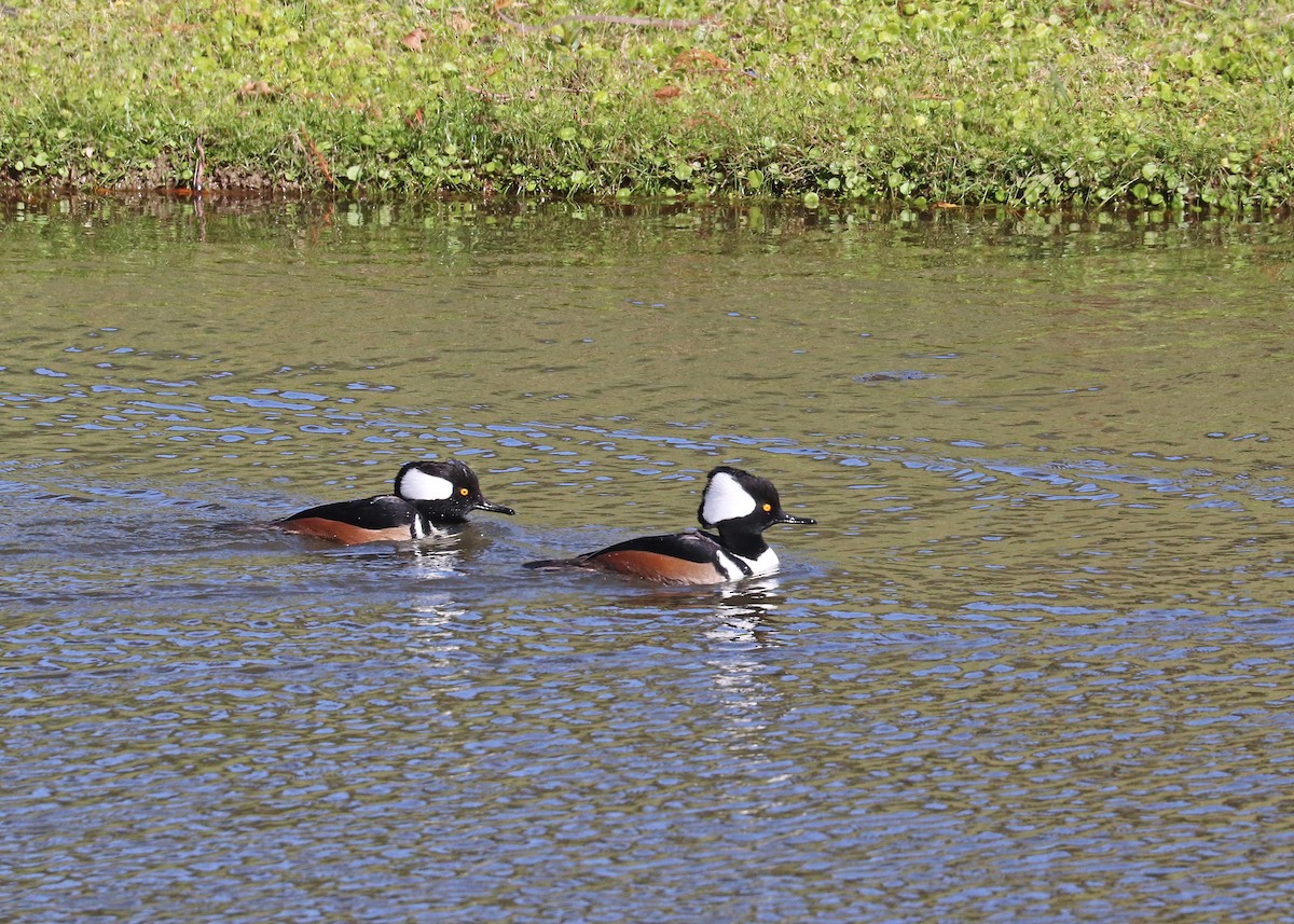 Hooded Merganser - ML646385421