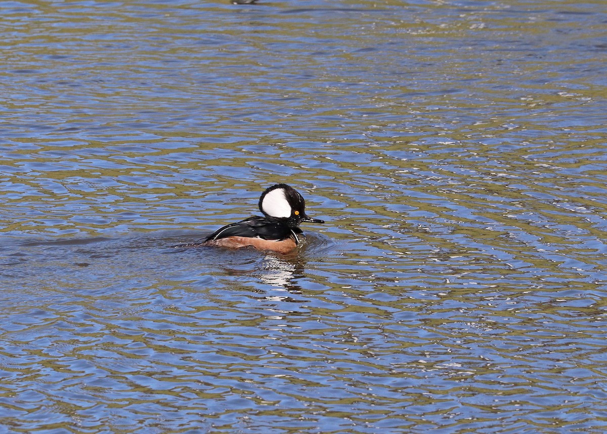 Hooded Merganser - ML646385422