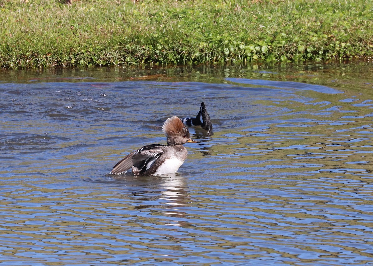 Hooded Merganser - ML646385423