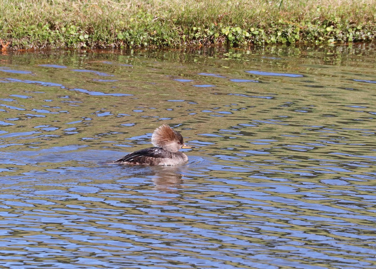 Hooded Merganser - ML646385424