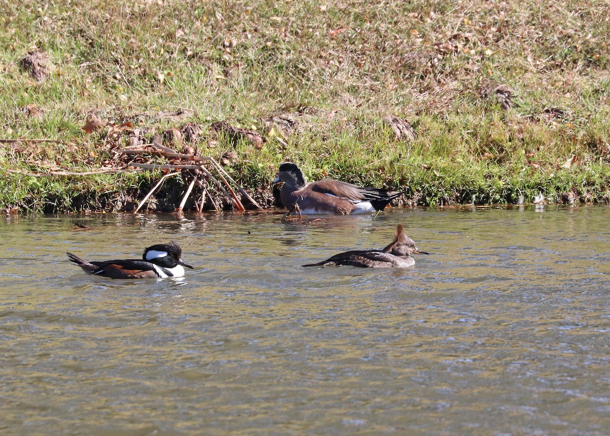 Hooded Merganser - ML646385425