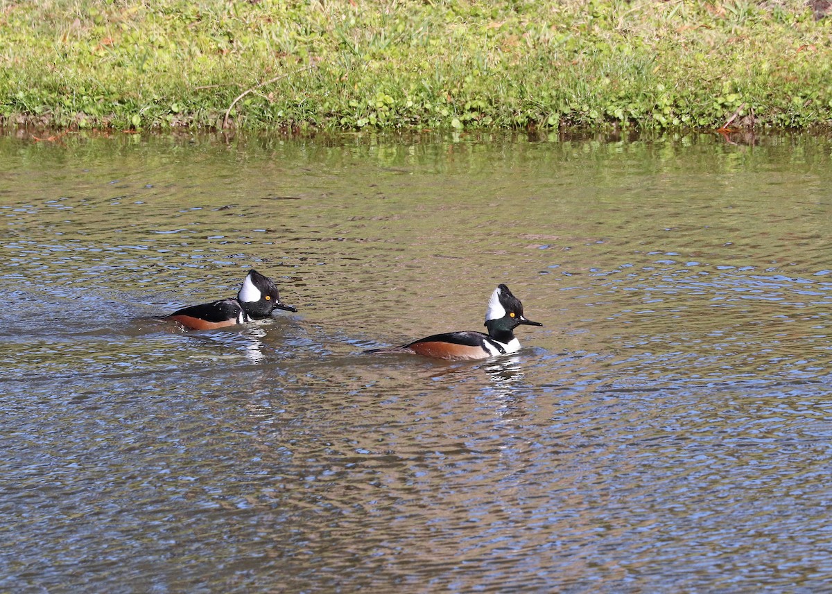 Hooded Merganser - ML646385426