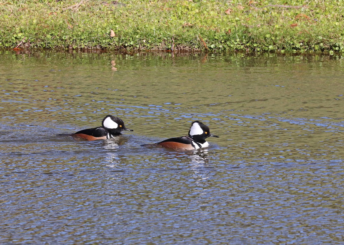 Hooded Merganser - ML646385427