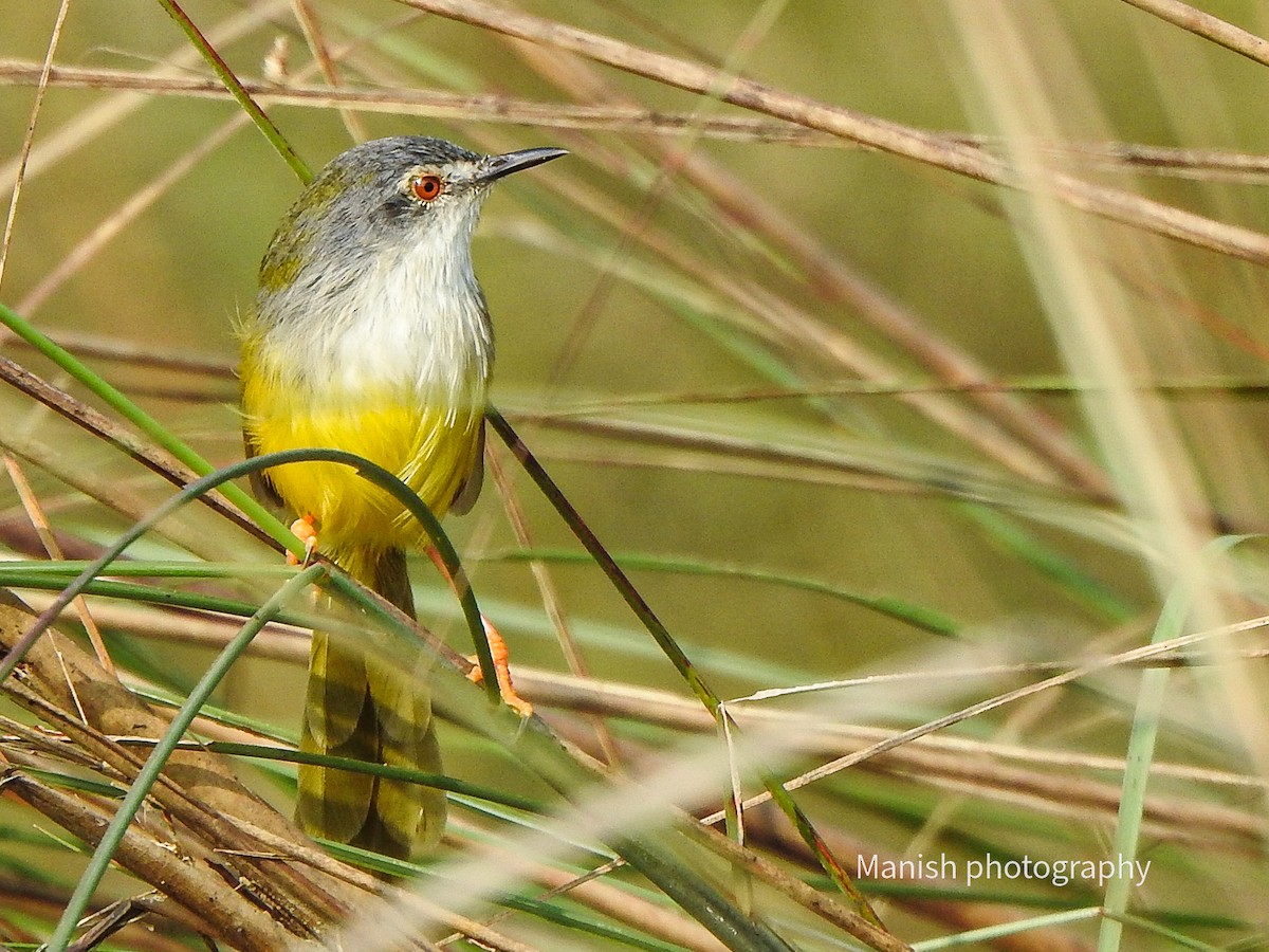 Yellow-bellied Prinia - ML646385429