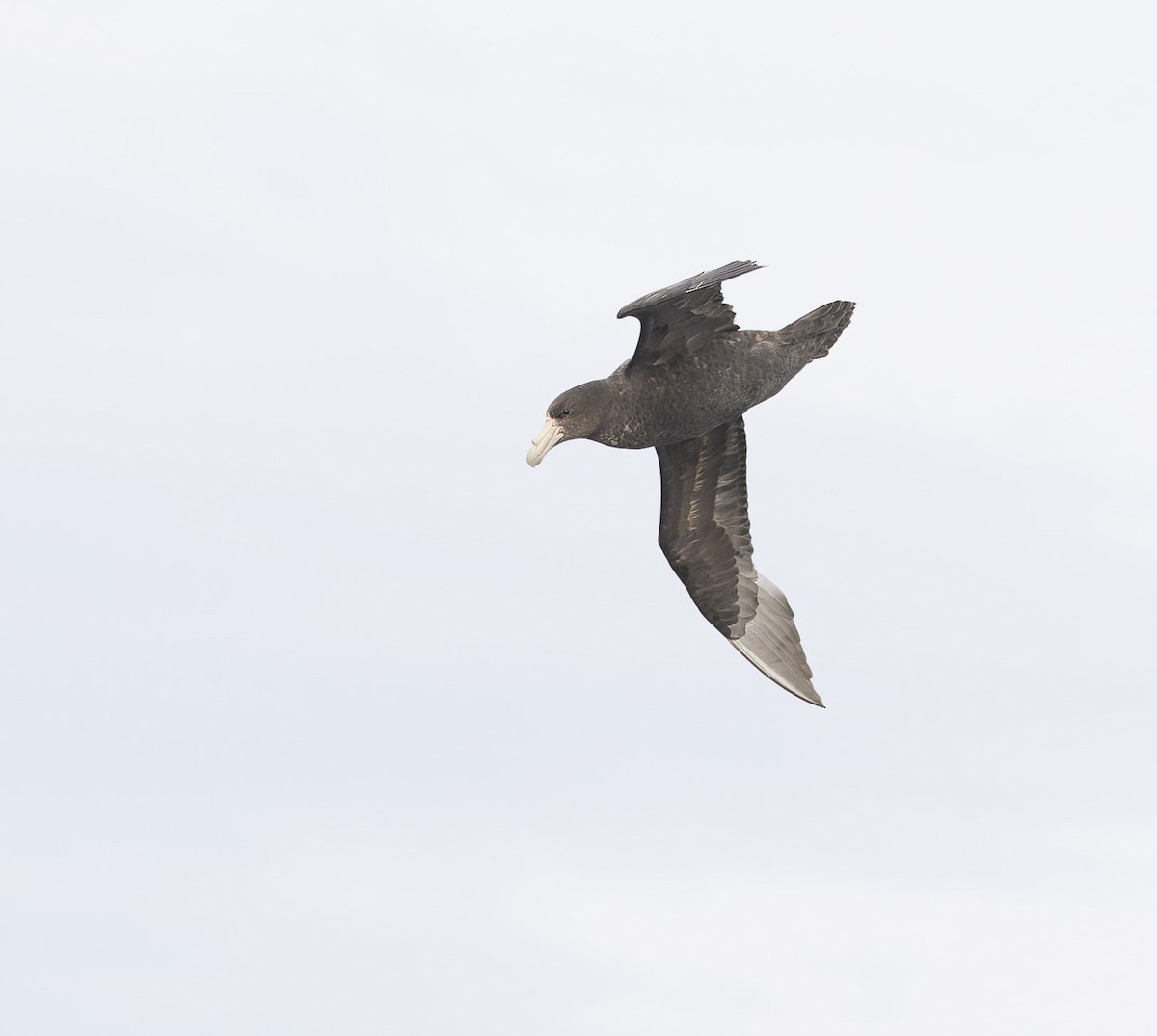 Southern Giant-Petrel - ML646385430