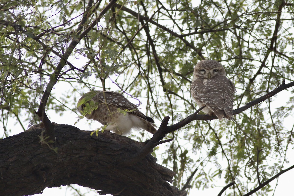 Spotted Owlet - ML646385431