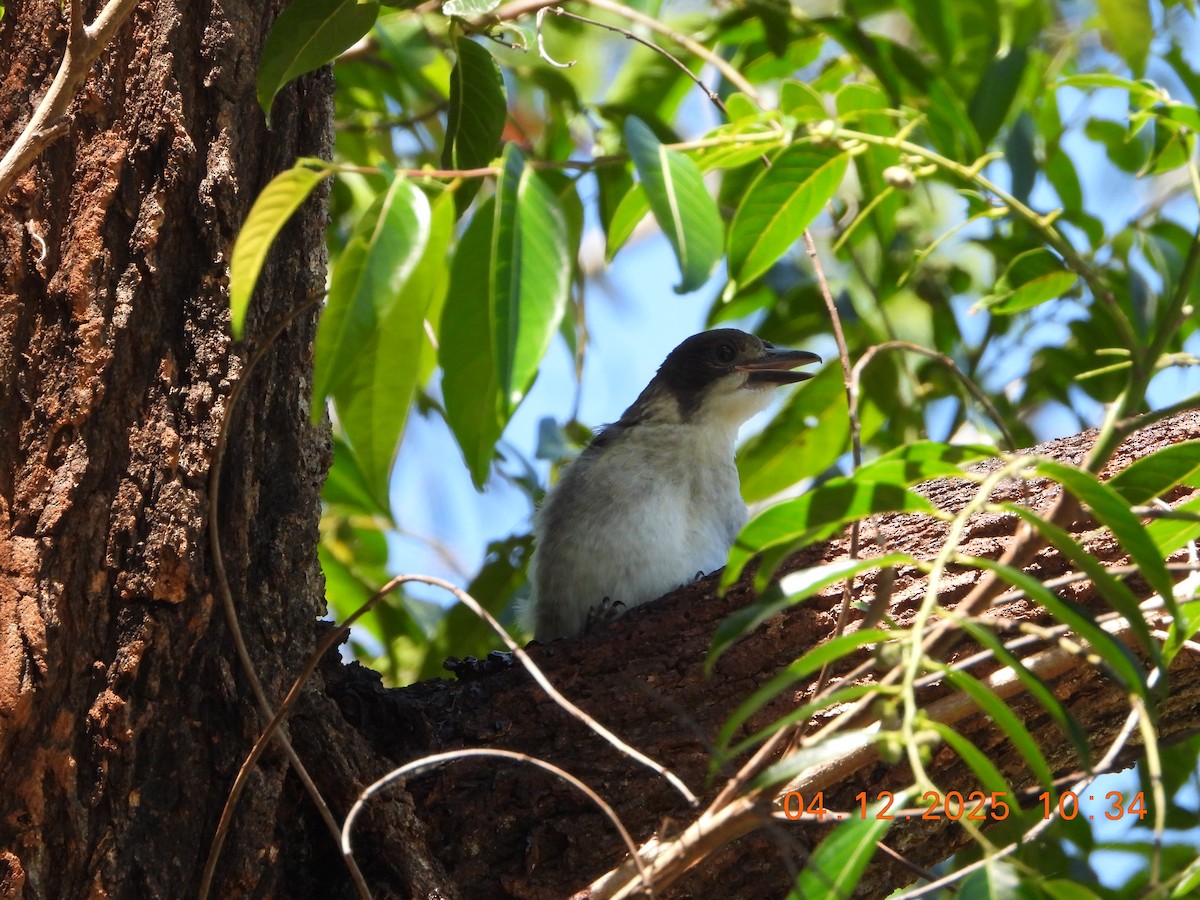 Gray Butcherbird - ML646385432