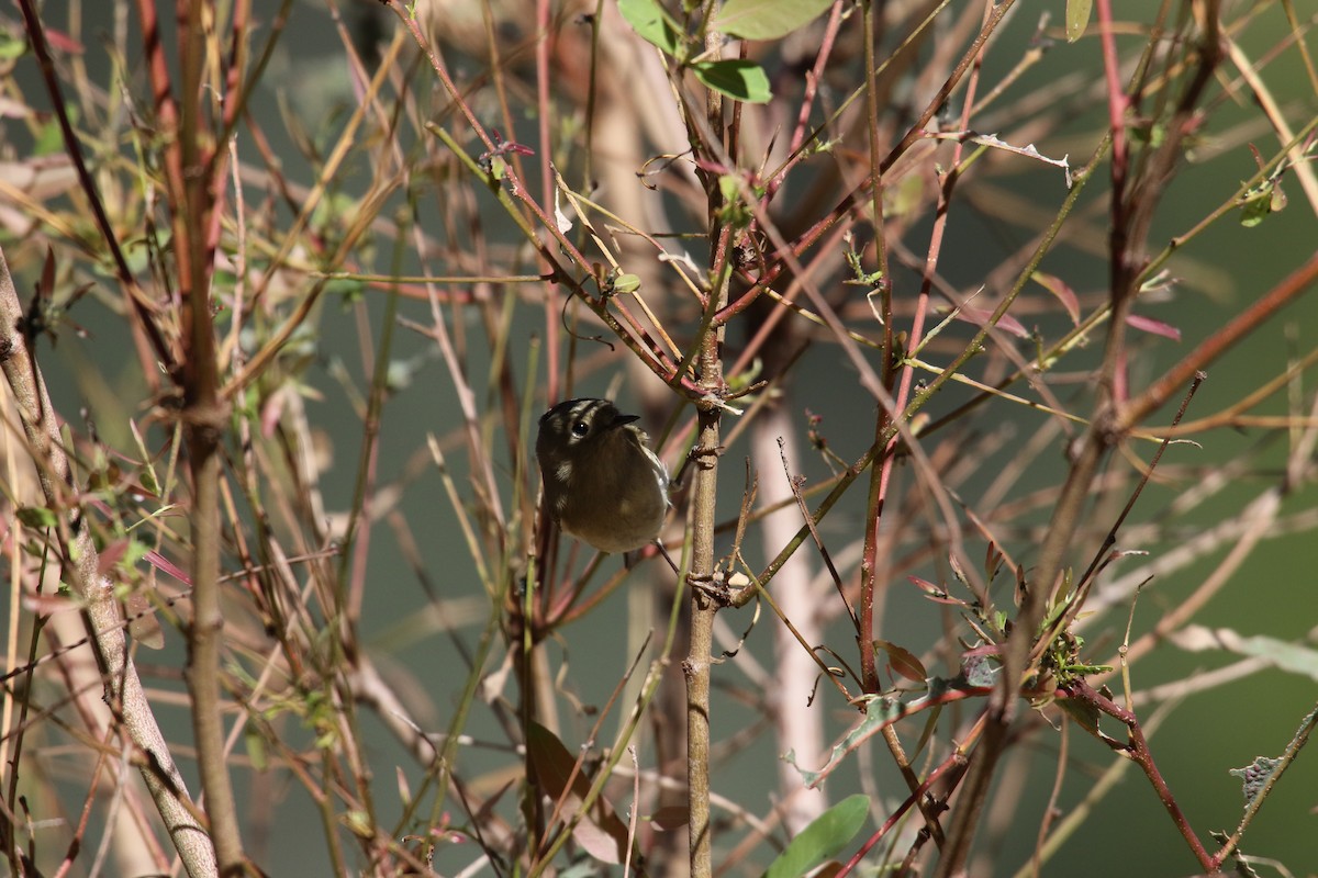 králíček americký - ML646385435