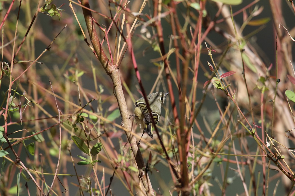 králíček americký - ML646385436