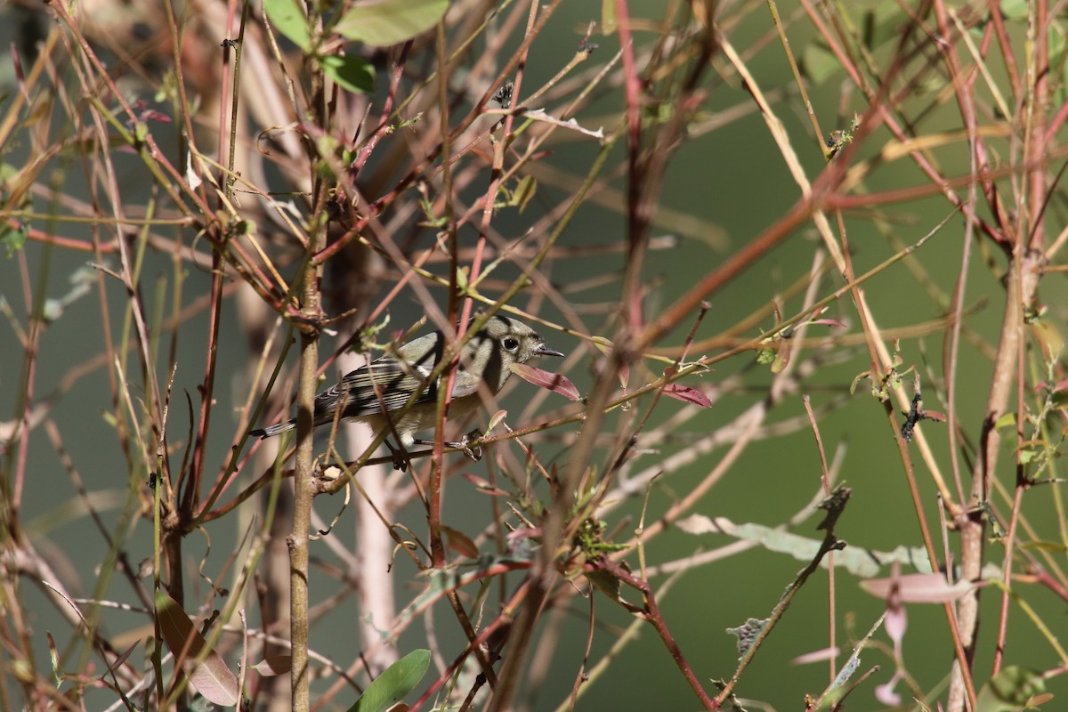 králíček americký - ML646385437