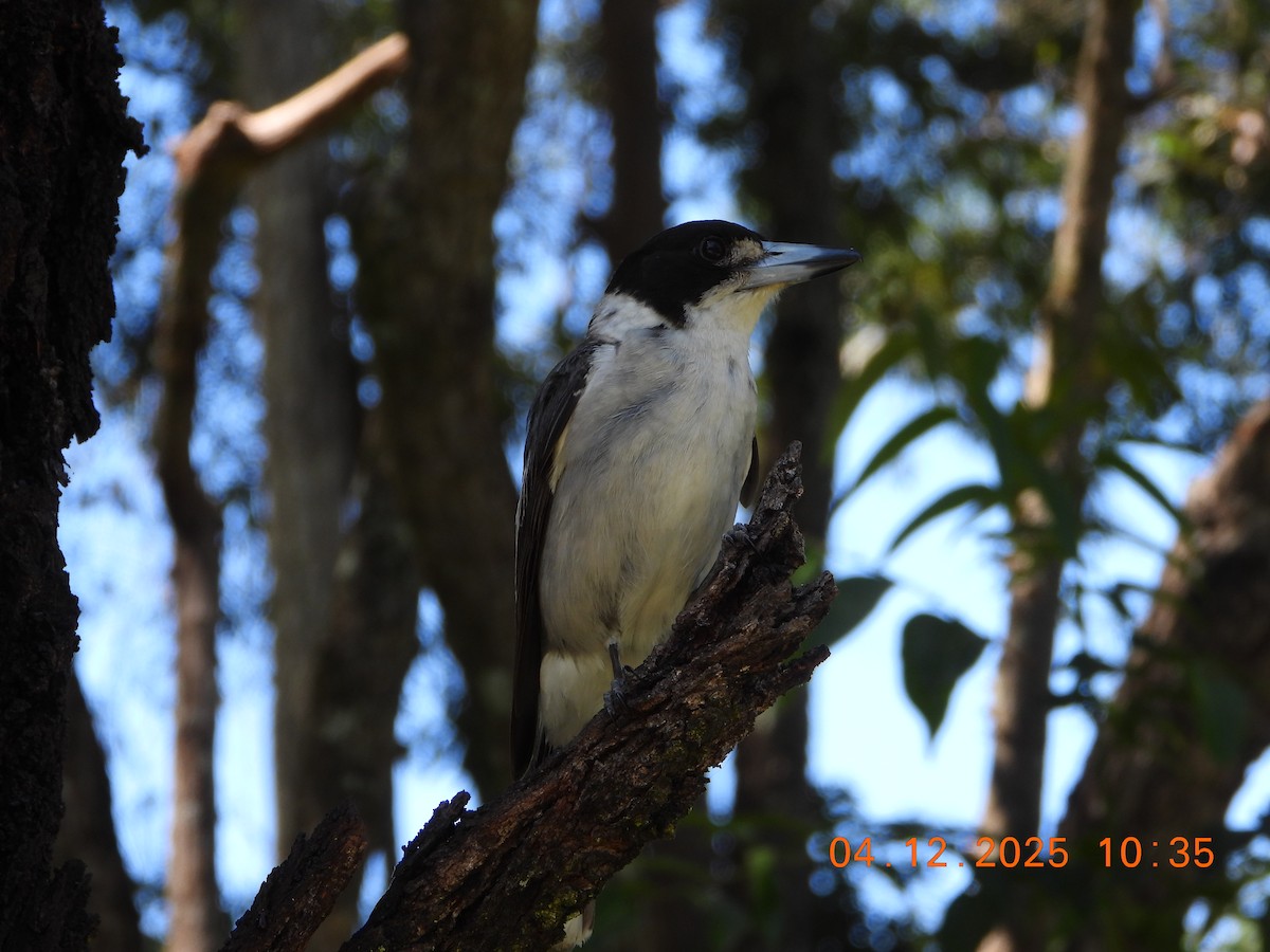 Gray Butcherbird - ML646385438