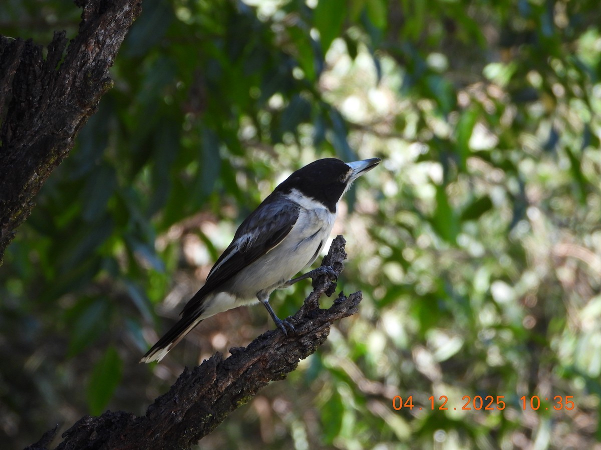 Gray Butcherbird - ML646385440