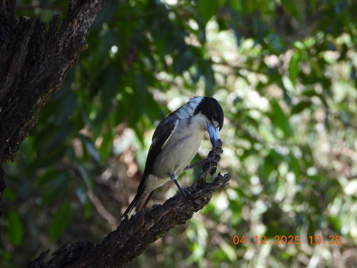Gray Butcherbird - ML646385441