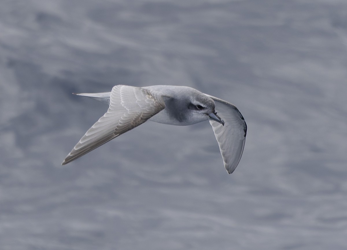 Prion de la Désolation - ML646385442