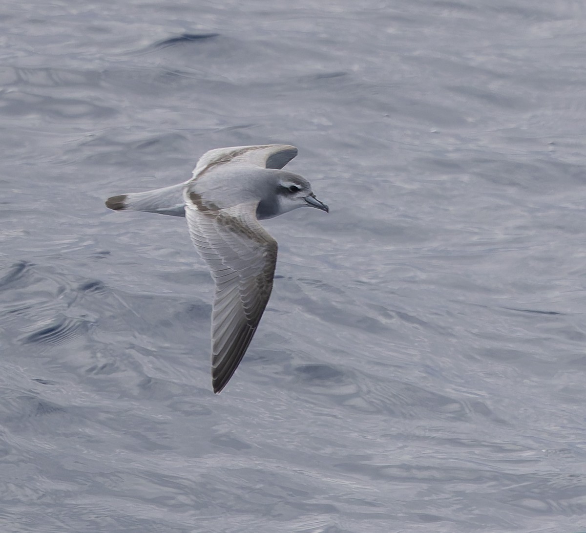 Prion de la Désolation - ML646385444