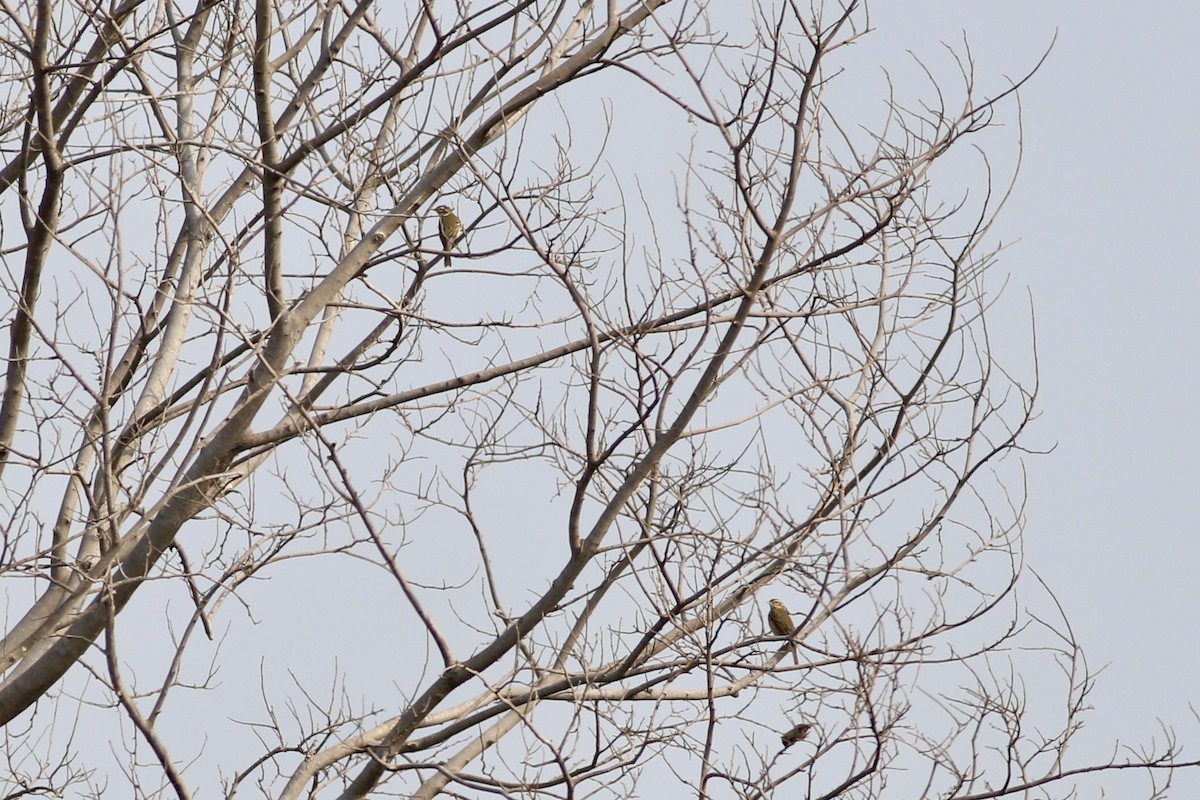 Olive-backed Pipit - ML646385445