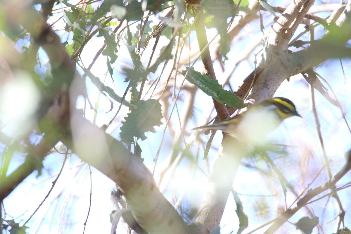 Townsend's Warbler - ML646385446