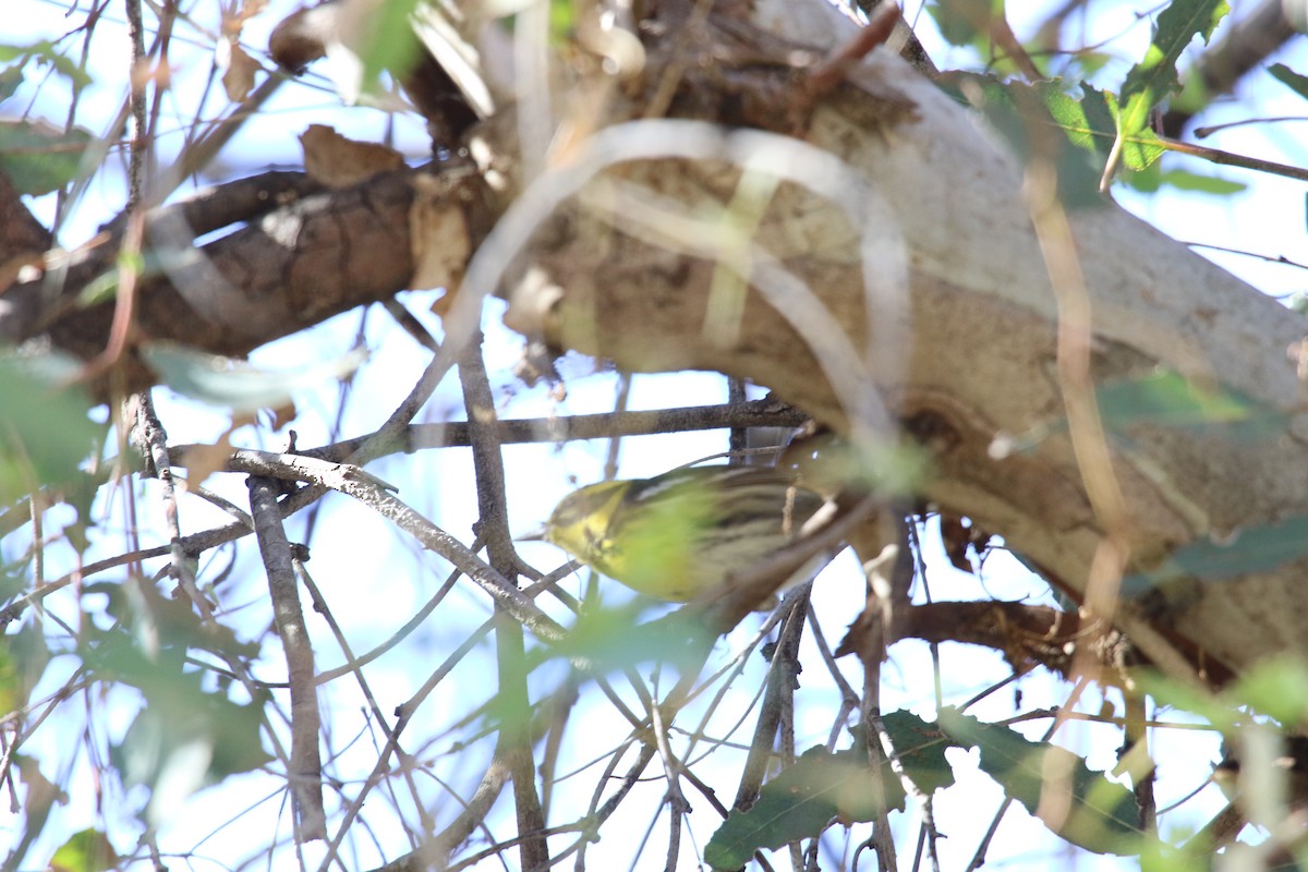 Townsend's Warbler - ML646385447