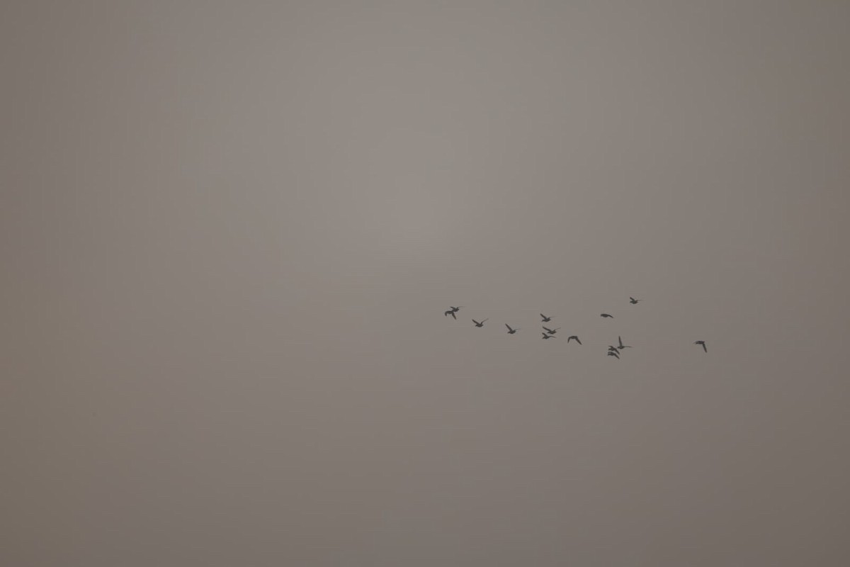 鴨亞科(鴨類) - ML646385448