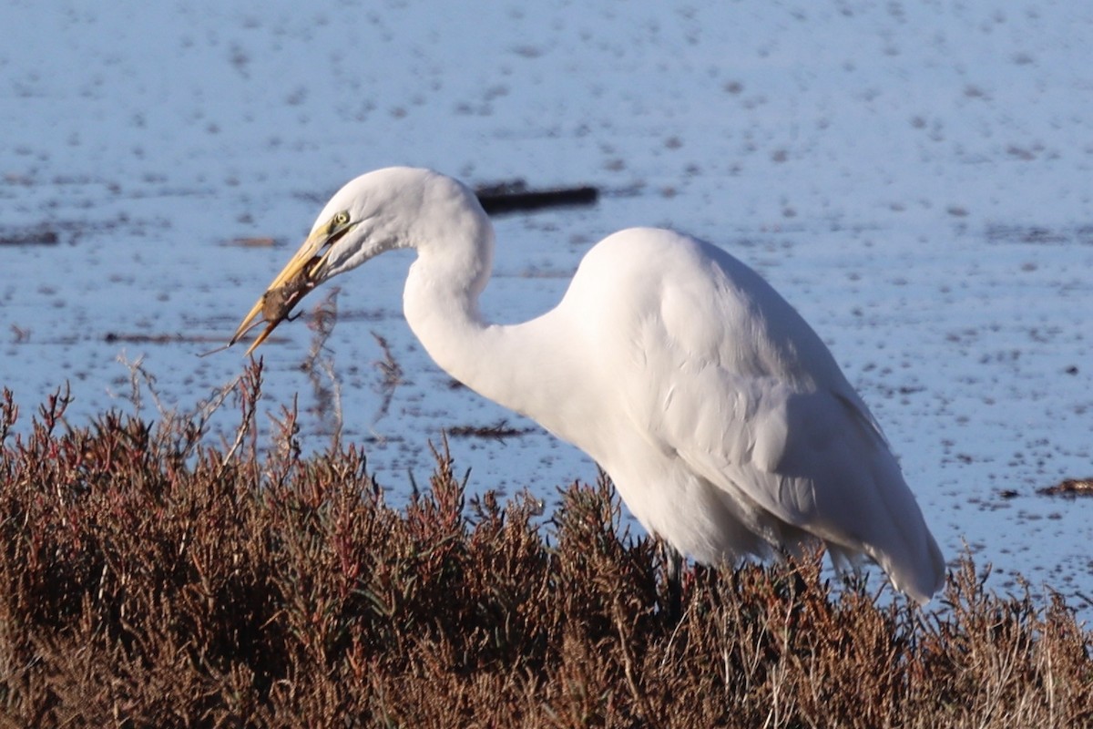 Great Egret - ML646385449