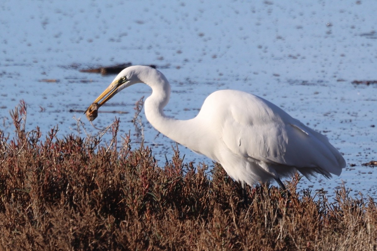 Great Egret - ML646385450