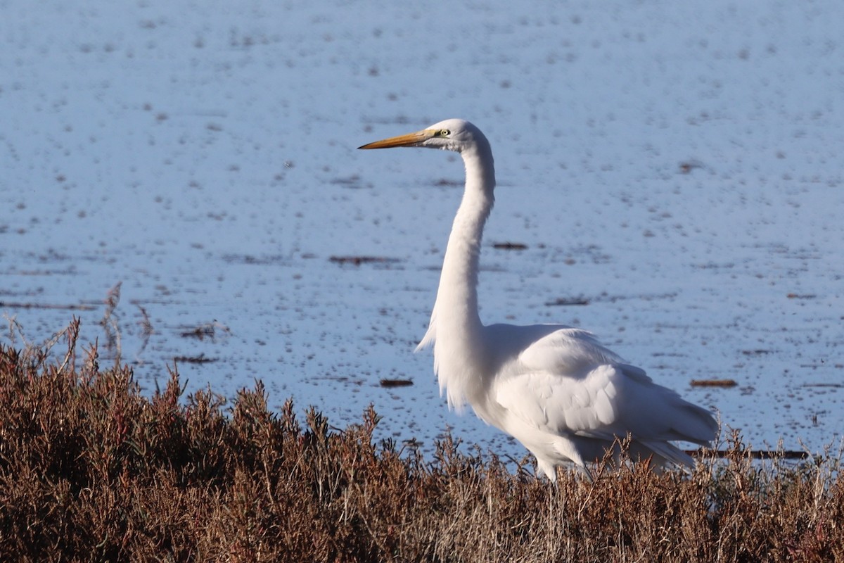 Great Egret - ML646385451