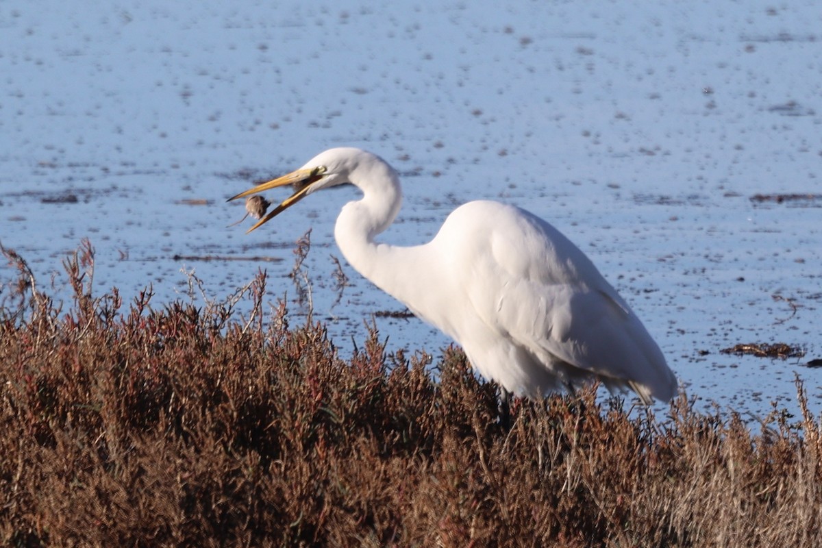 Great Egret - ML646385452