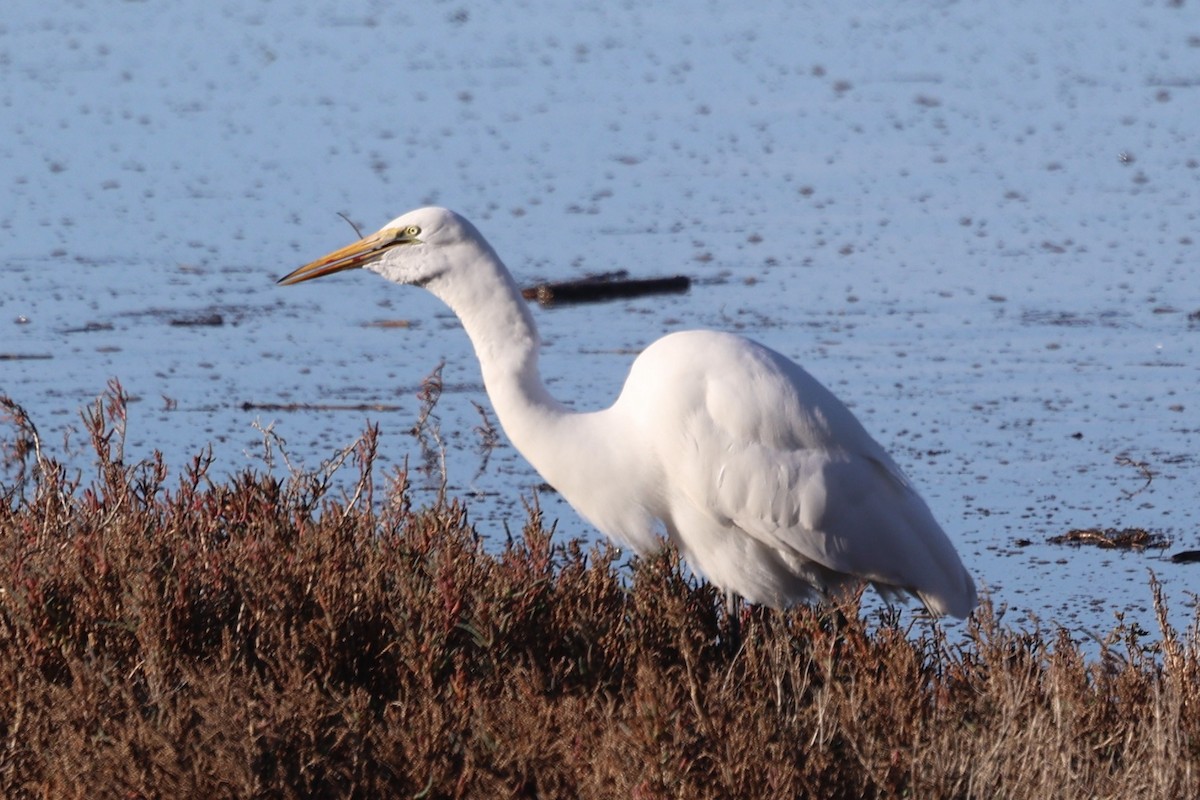 Great Egret - ML646385453