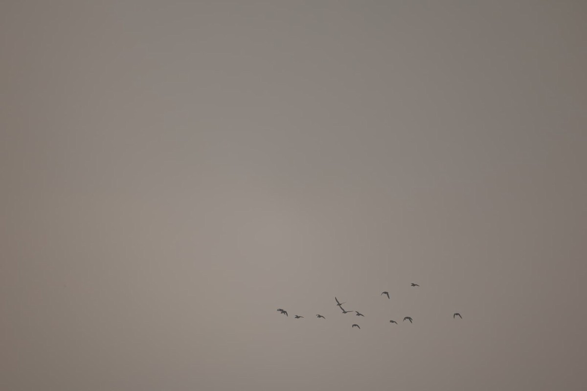 鴨亞科(鴨類) - ML646385456