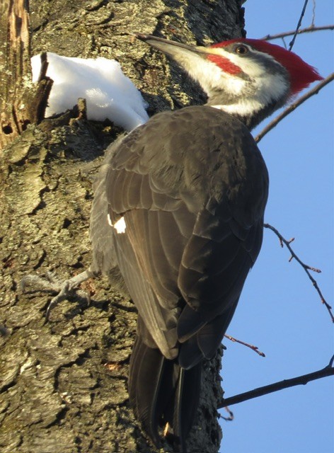 Pileated Woodpecker - ML646385457