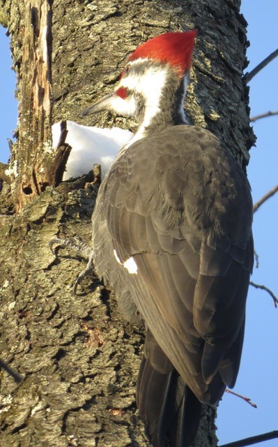 Pileated Woodpecker - ML646385458