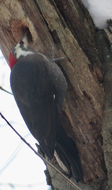 Pileated Woodpecker - ML646385459